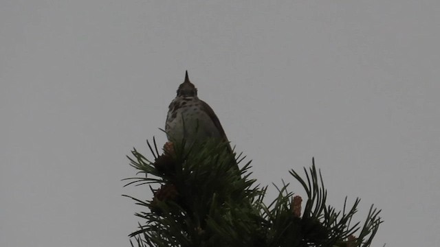 Hermit Thrush - ML585166251