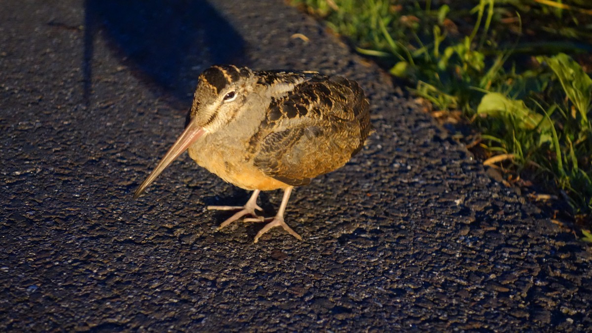 American Woodcock - ML58516671