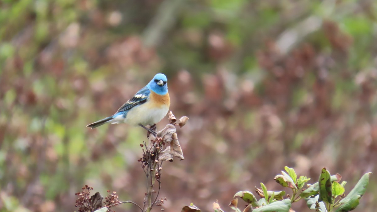 Lazuli Bunting - ML585168961