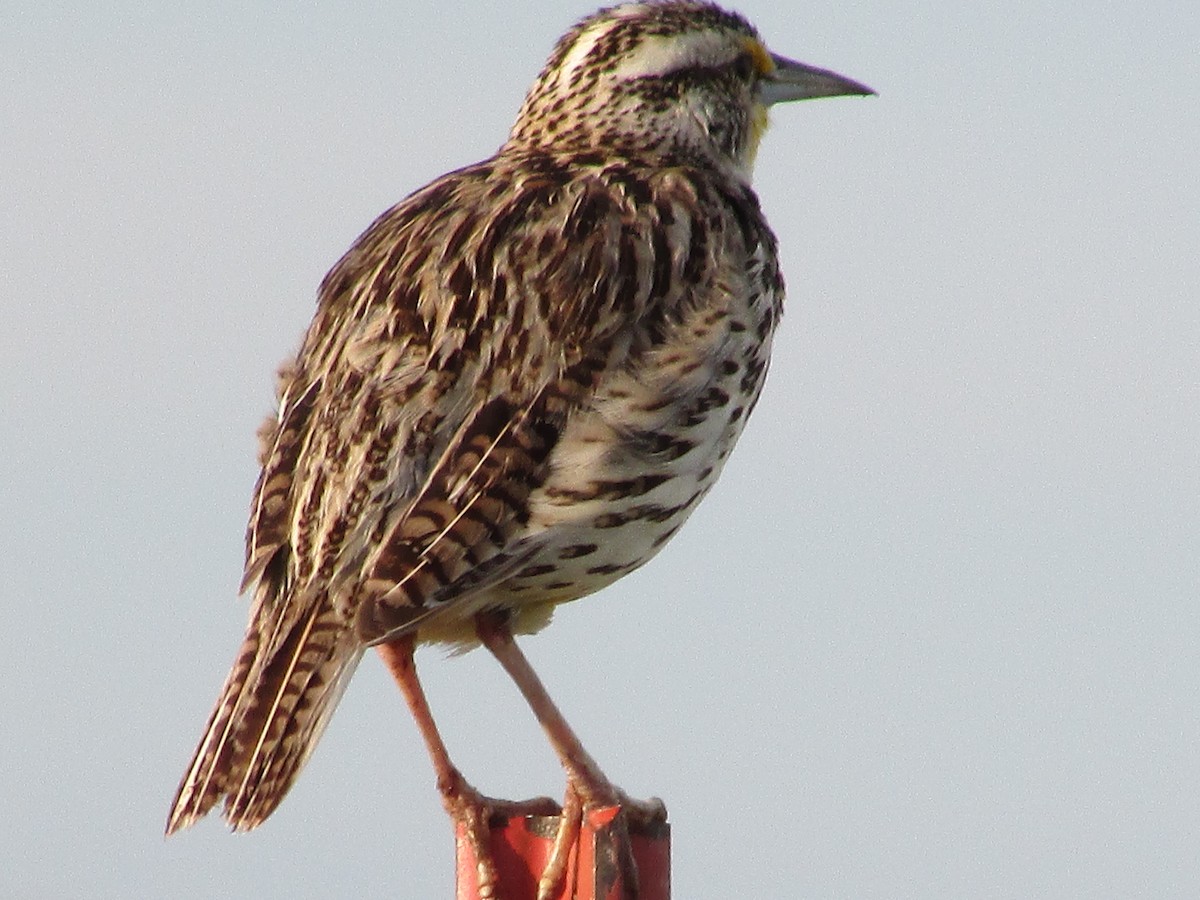 Western Meadowlark - ML585169591