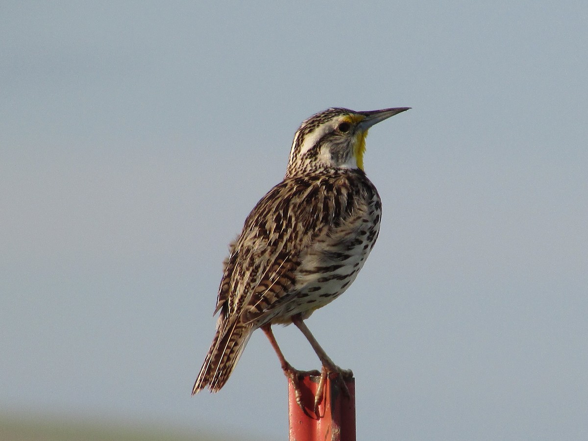 Western Meadowlark - ML585169681