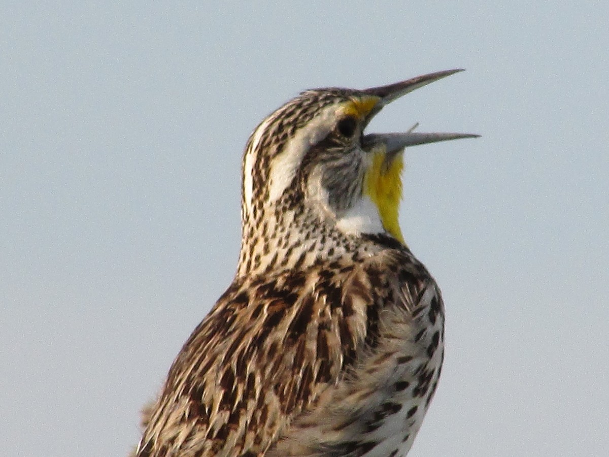 Western Meadowlark - ML585169691