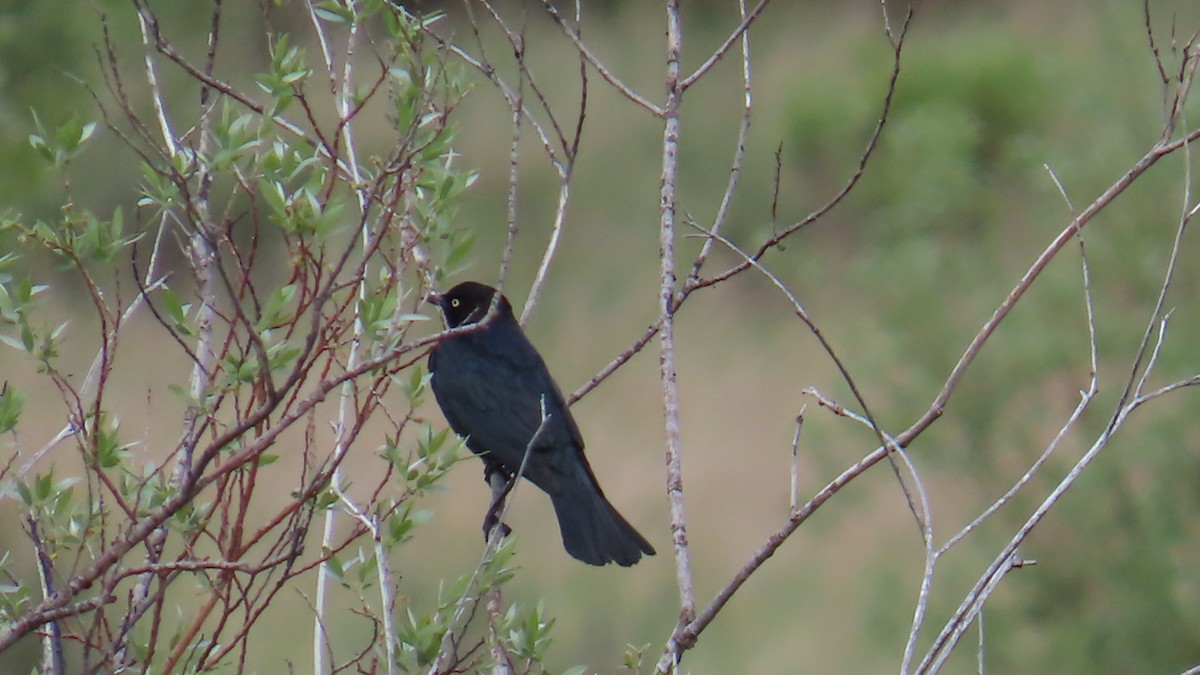 Brewer's Blackbird - ML585169851