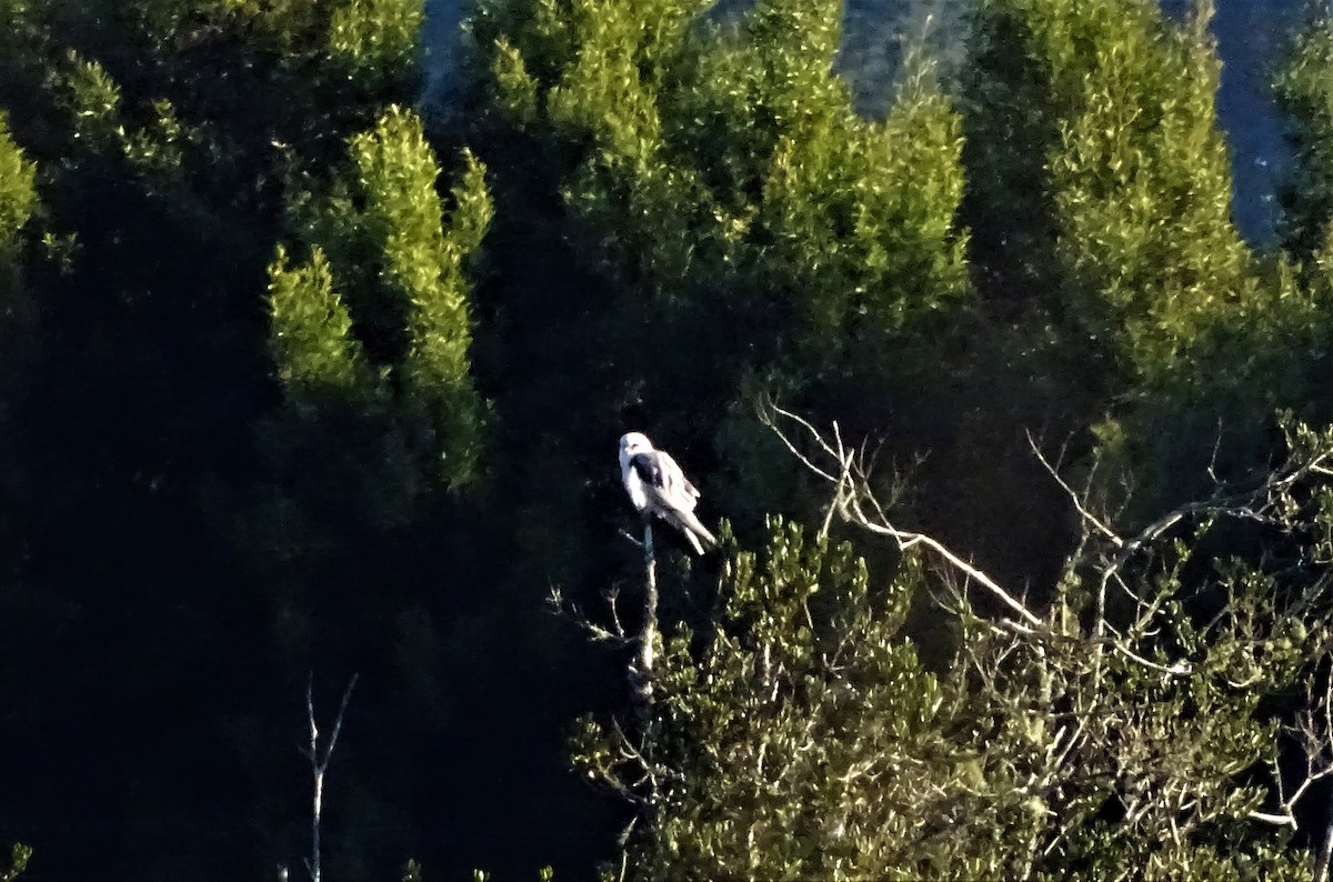 White-tailed Kite - ML585170121