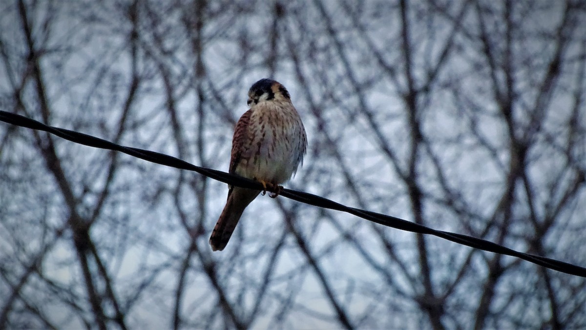 American Kestrel - ML585170141