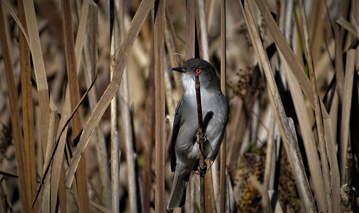 Diucón - ML585170161