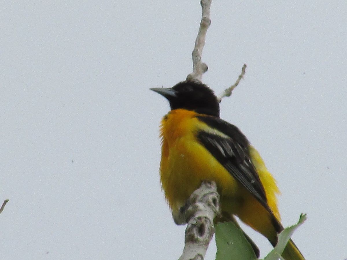 Baltimore Oriole - ML585170641