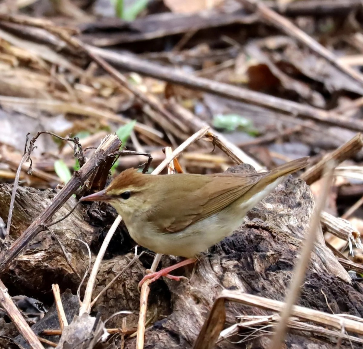 Swainson's Warbler - ML585170761