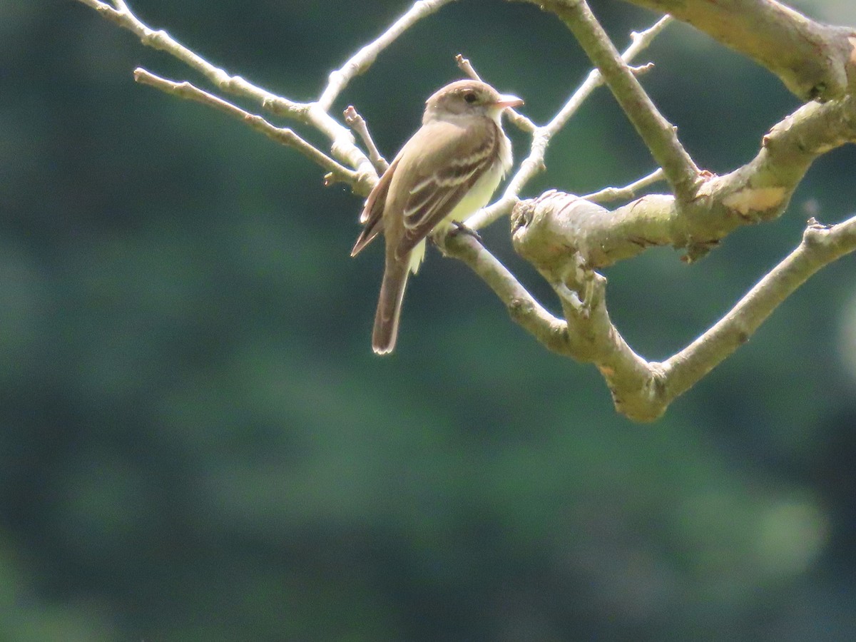 Willow Flycatcher - ML585170821