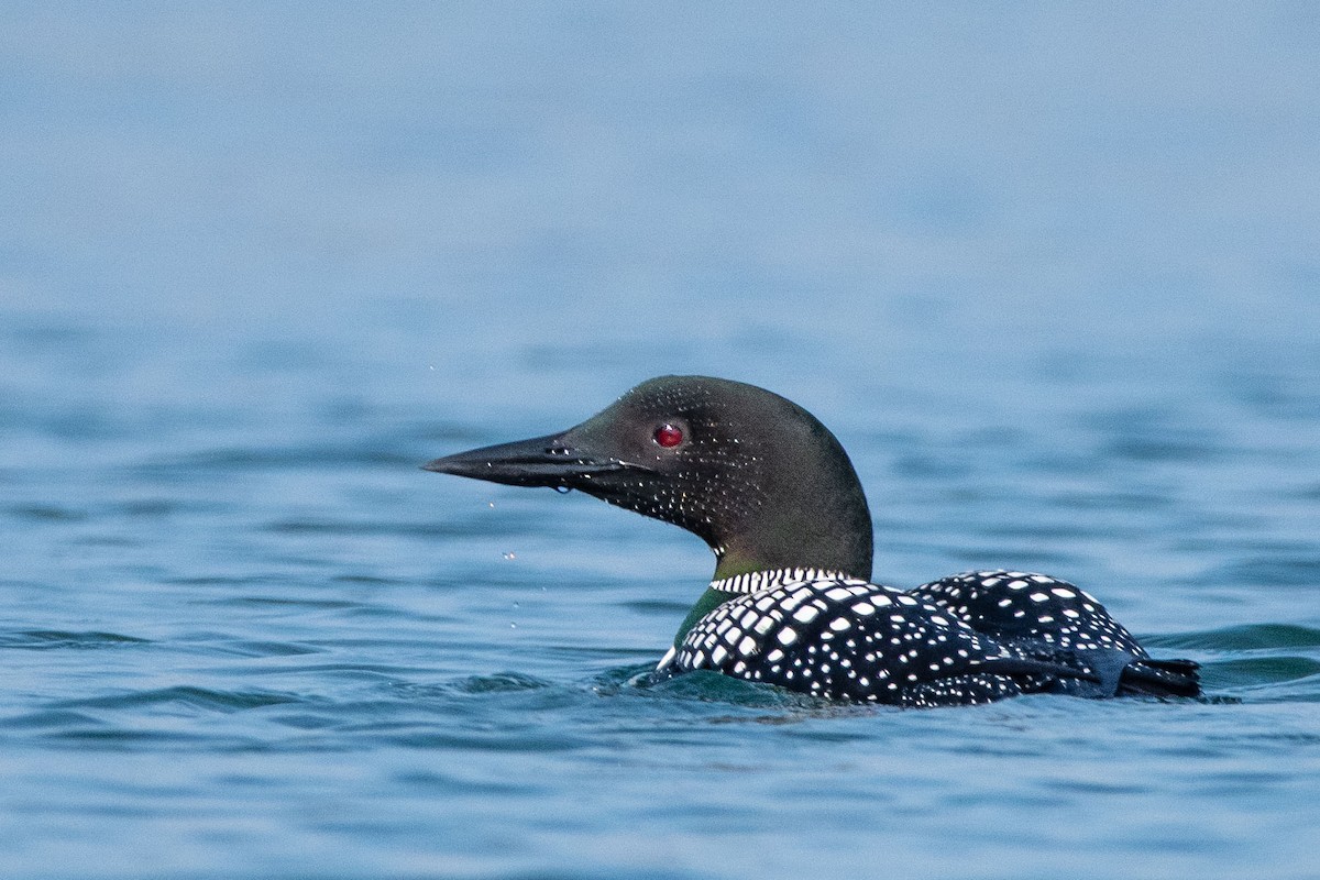 Common Loon - Anne Spiers