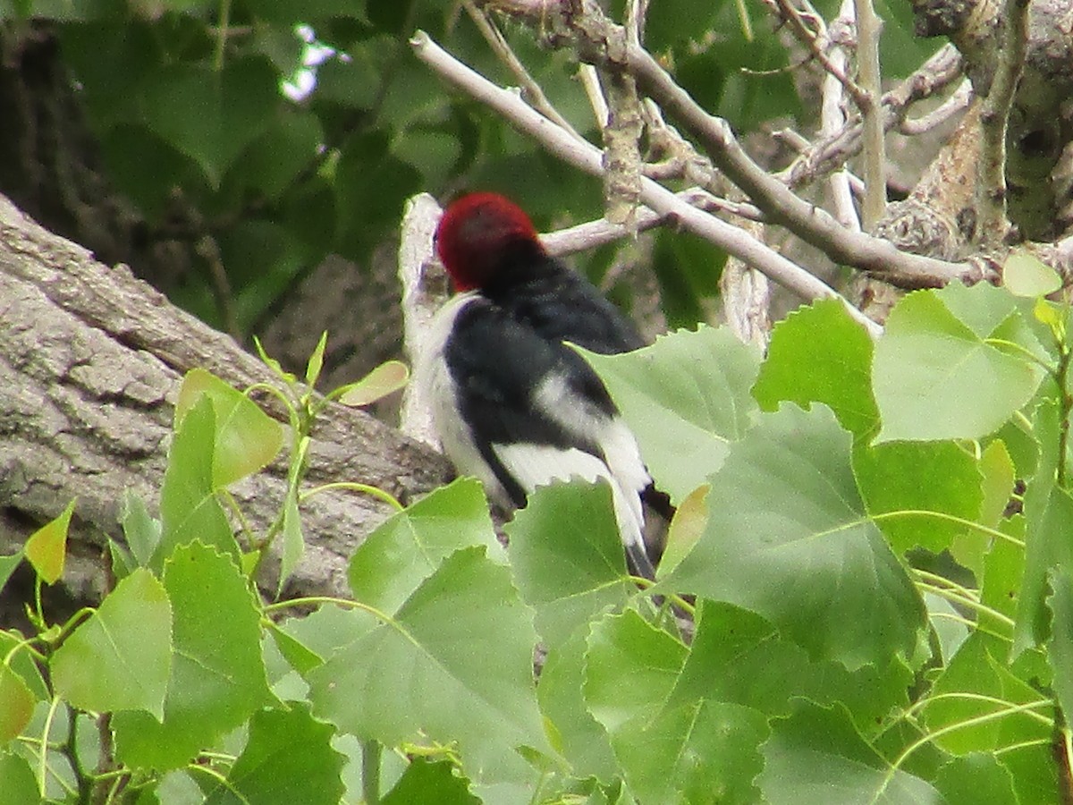 Red-headed Woodpecker - Felice  Lyons