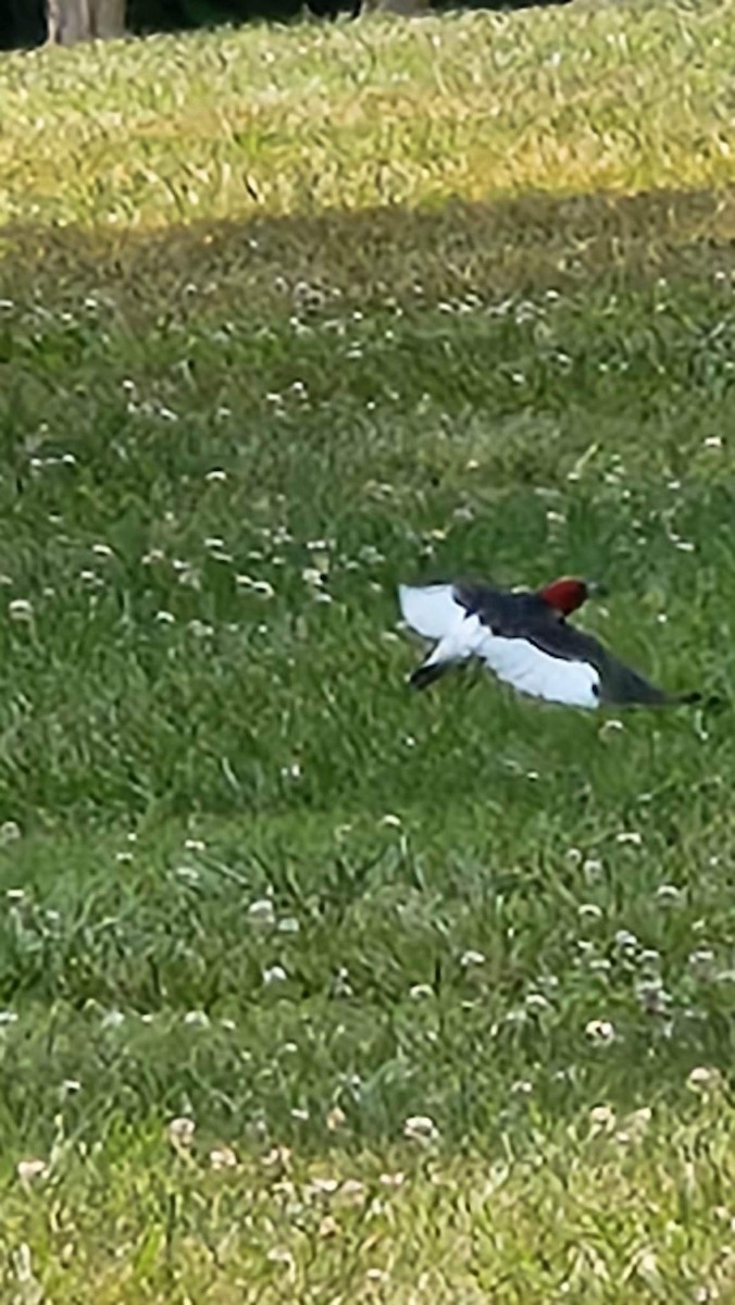 Pic à tête rouge - ML585171521
