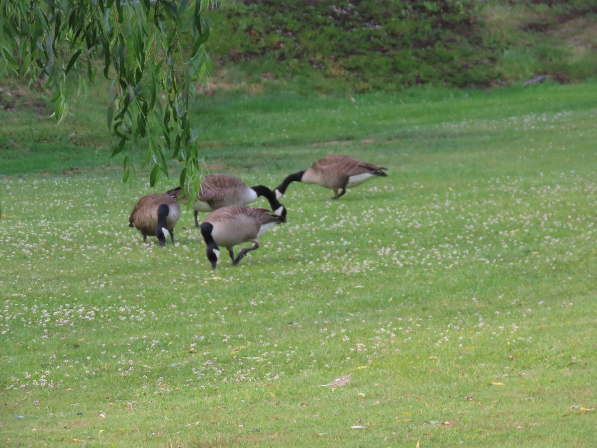 Canada Goose - ML585171551