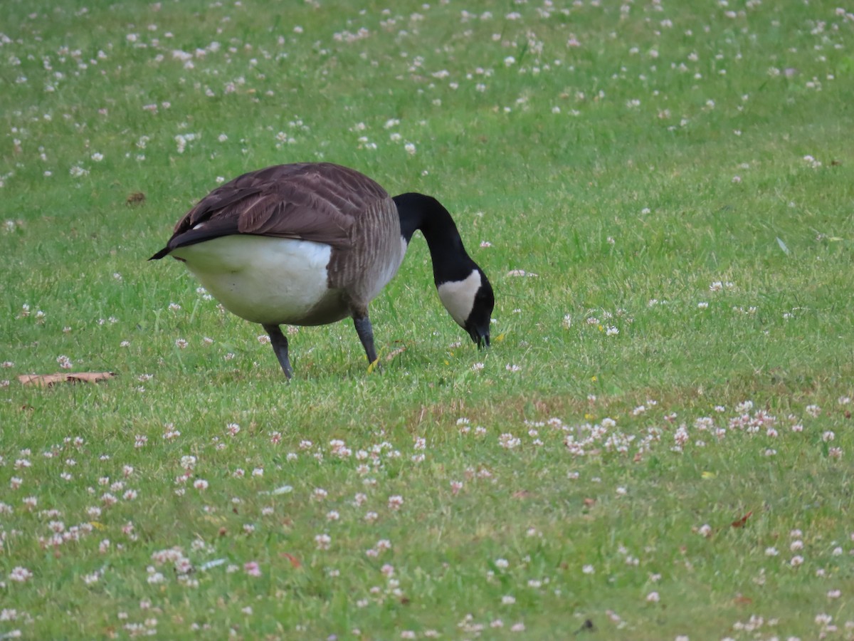 Canada Goose - ML585171561