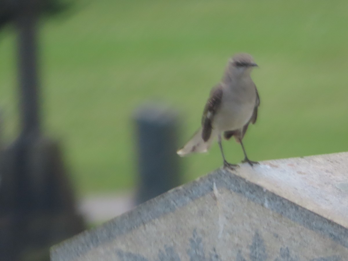 Northern Mockingbird - ML585171591