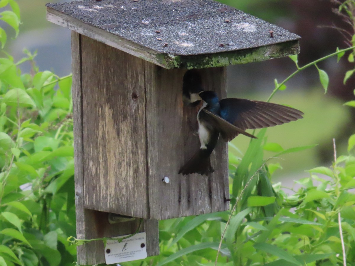Tree Swallow - ML585171661