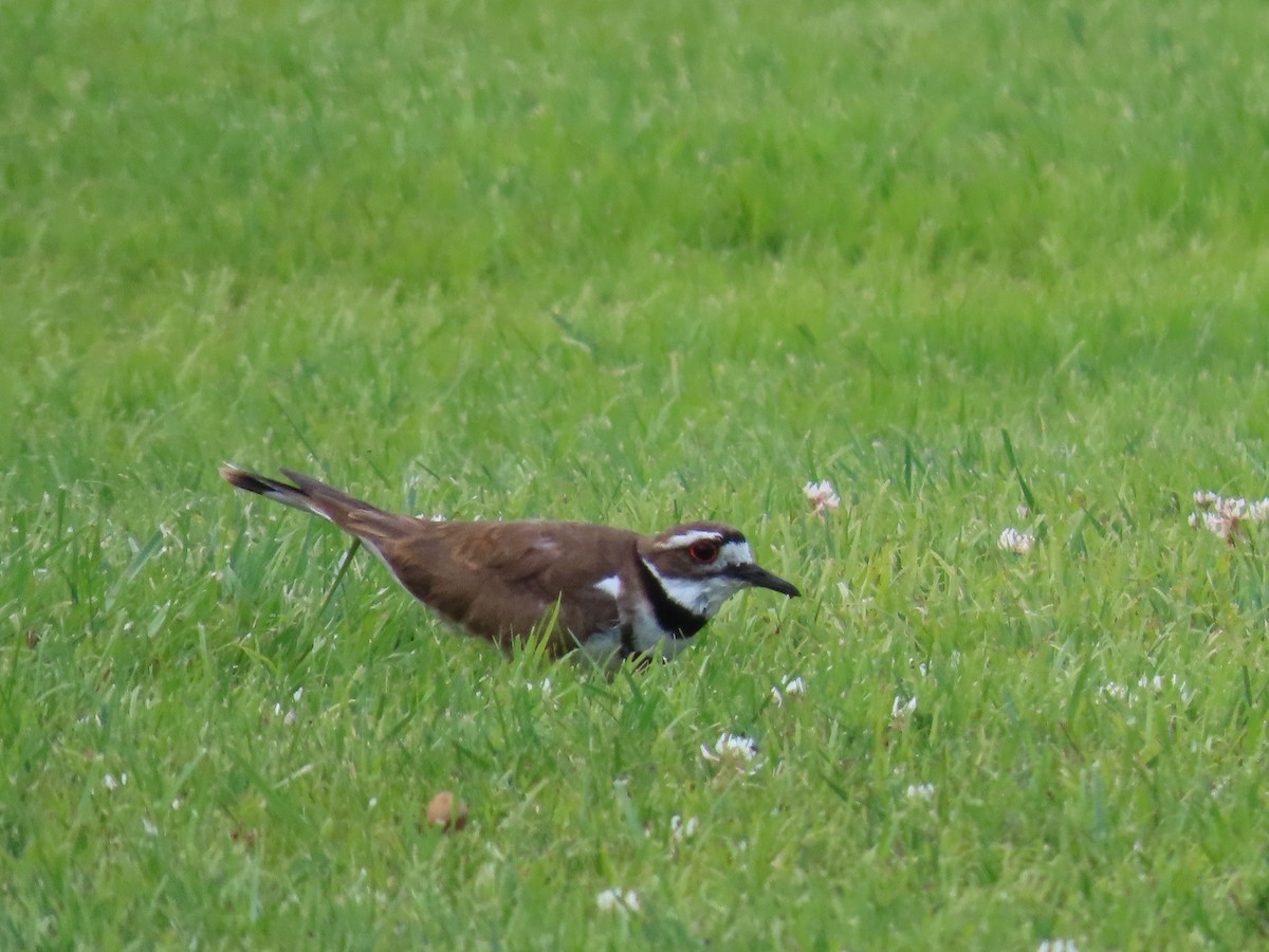 Killdeer - ML585171761