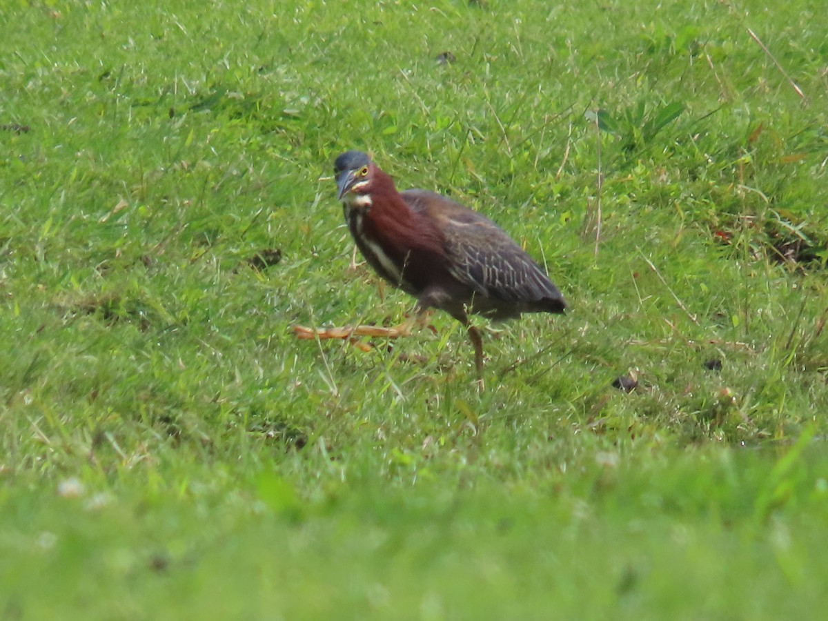 Green Heron - ML585171901