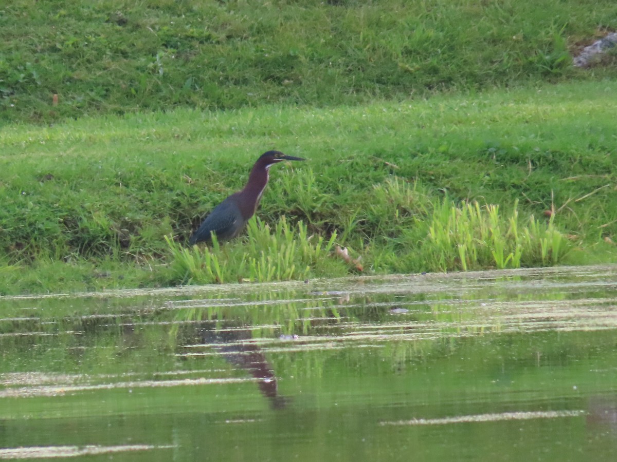 Green Heron - ML585171921