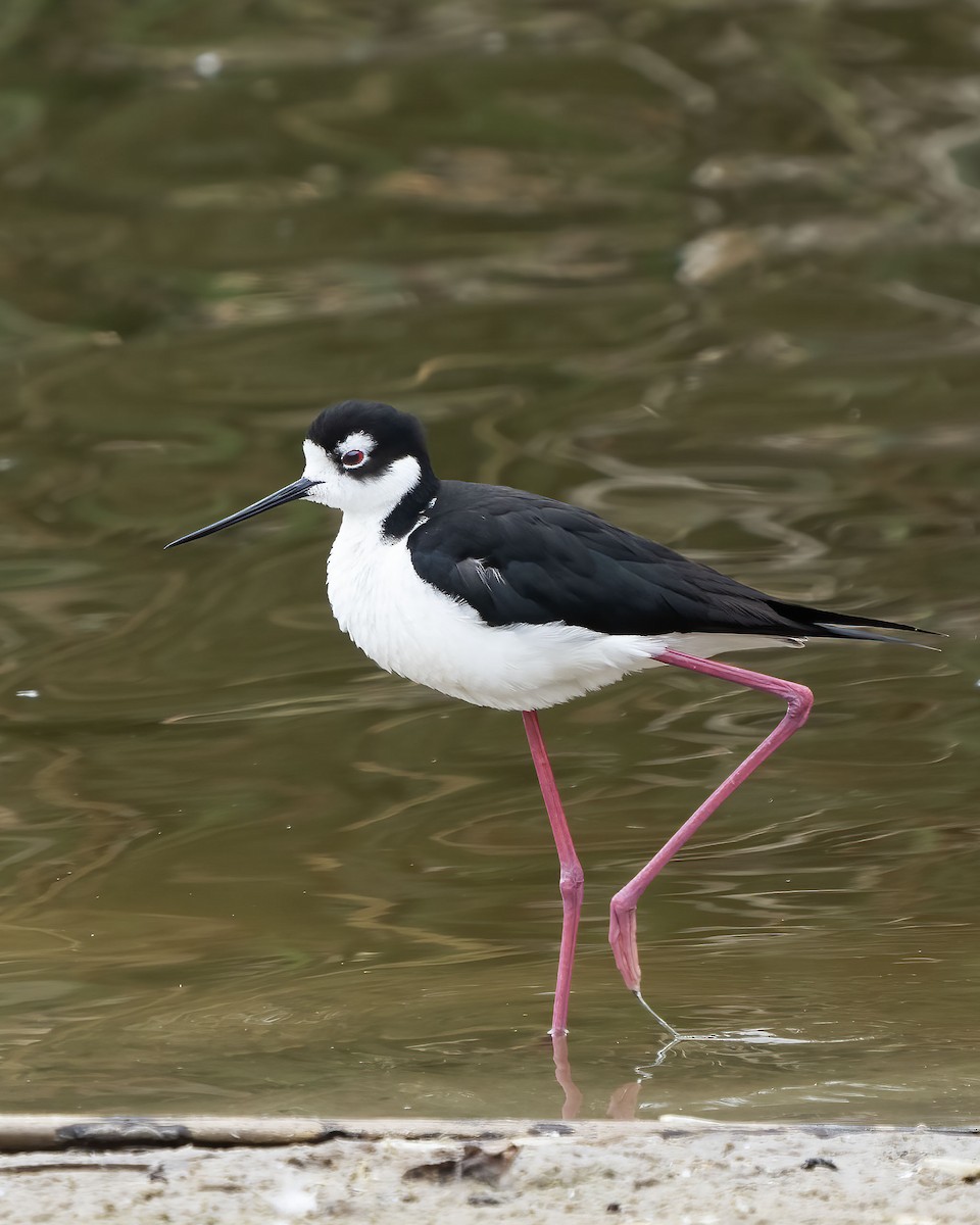 Black-necked Stilt - Bill Hill