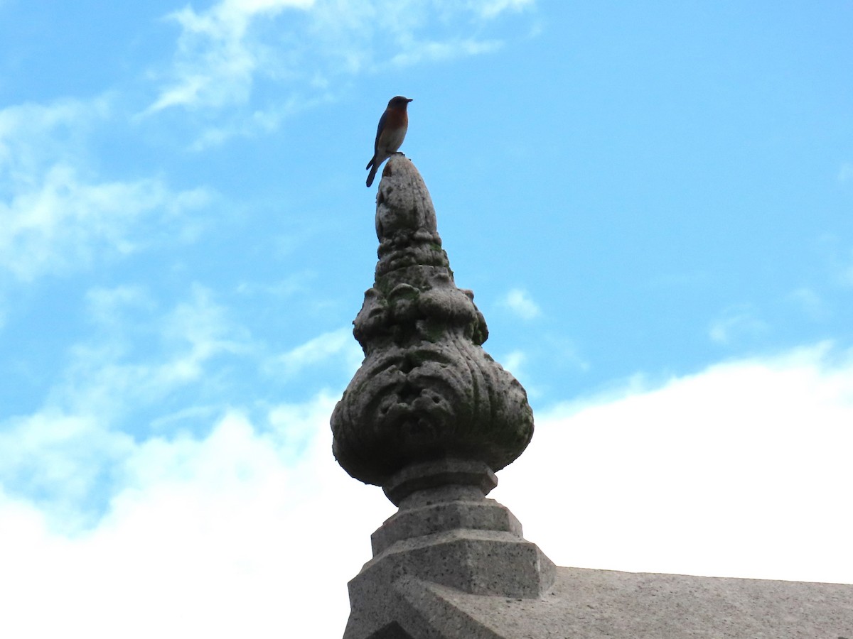 Eastern Bluebird - ML585172191