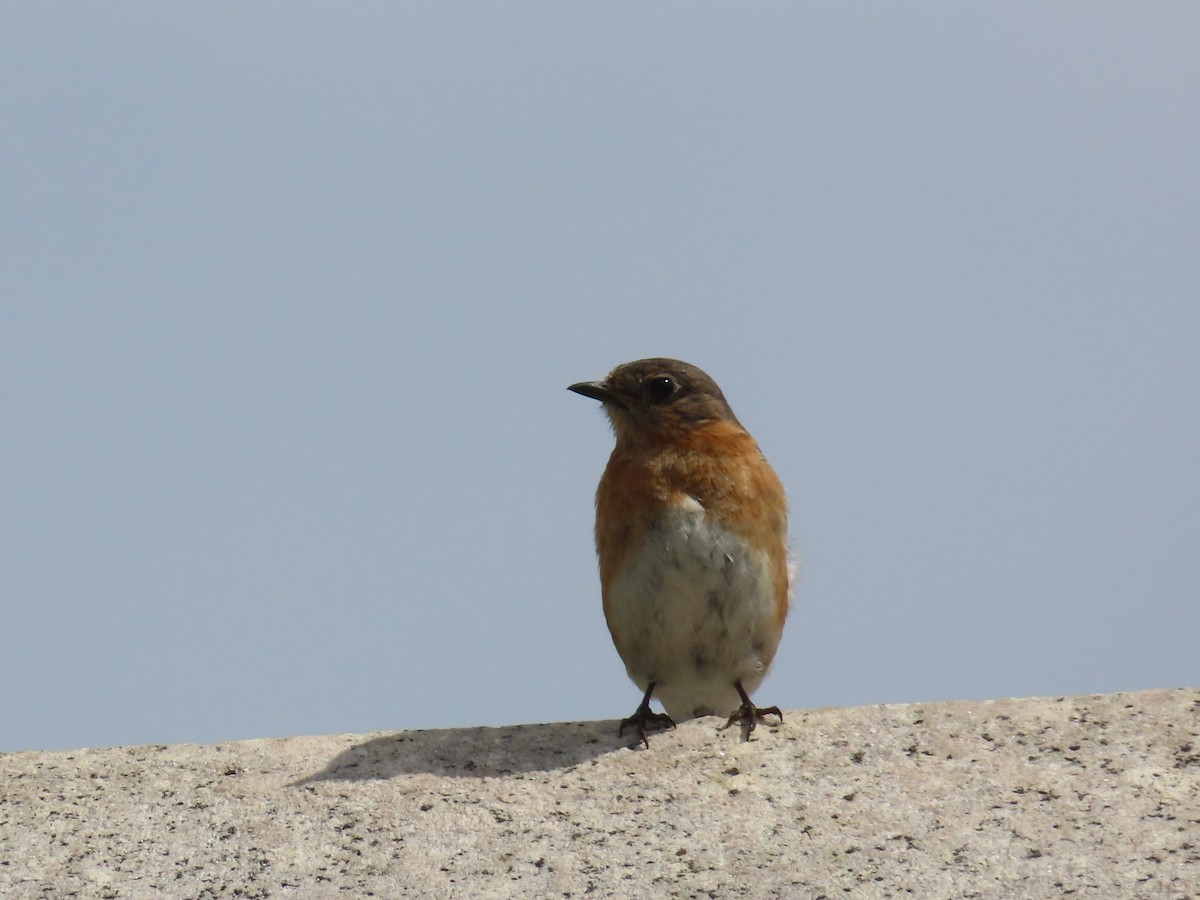 Eastern Bluebird - ML585172201