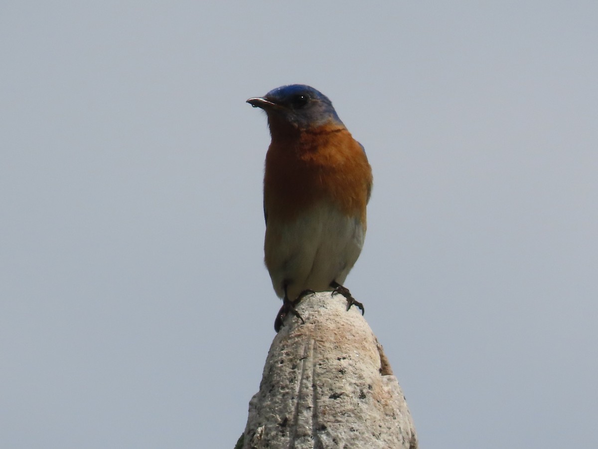 Eastern Bluebird - ML585172211