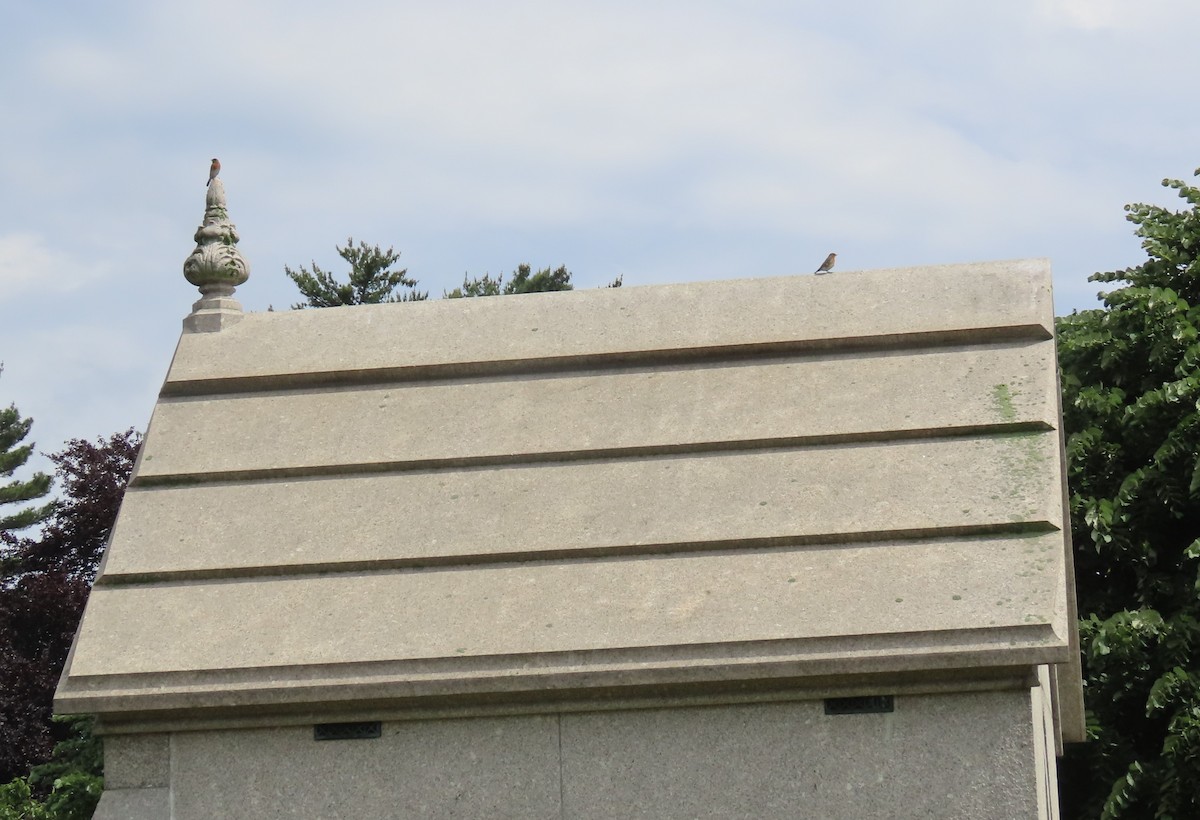 Eastern Bluebird - ML585172221