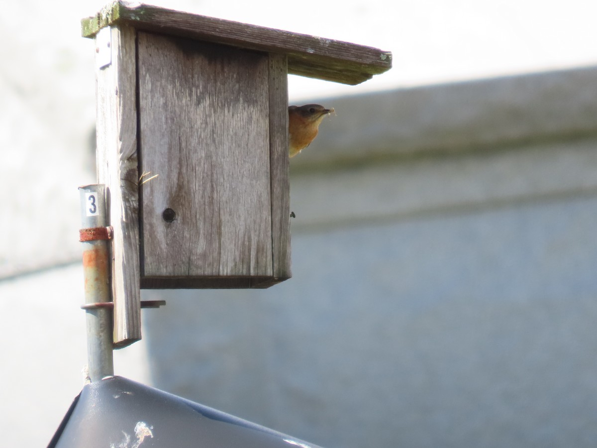 Eastern Bluebird - ML585172241