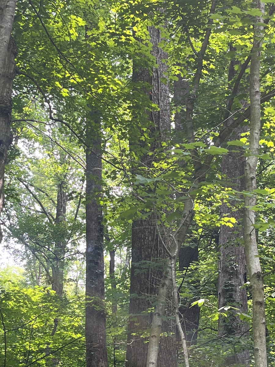 Pic à ventre roux - ML585172441