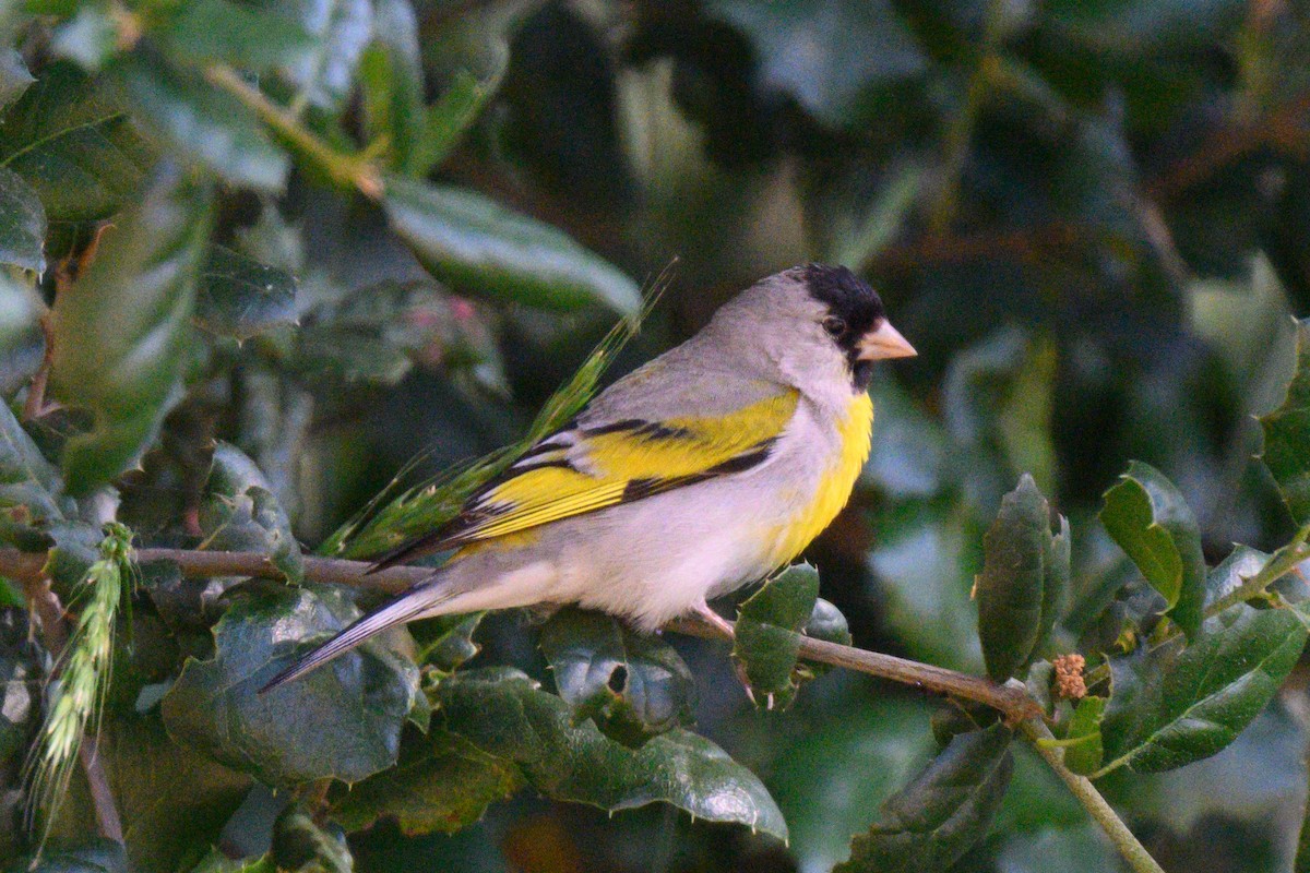 Lawrence's Goldfinch - ML585172501