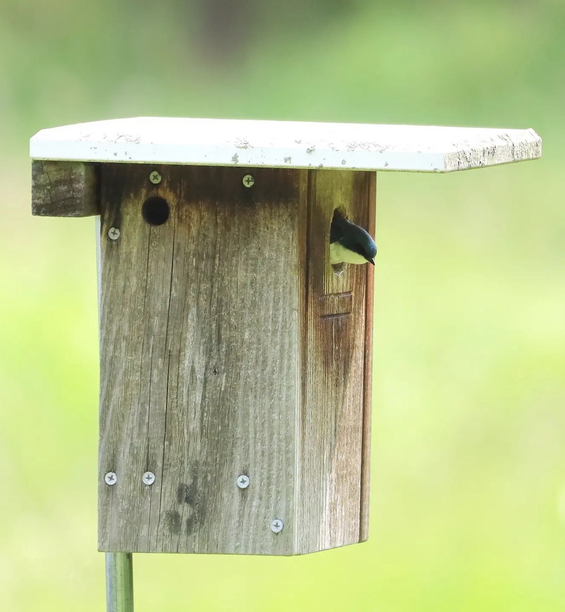 Tree Swallow - ML585172731