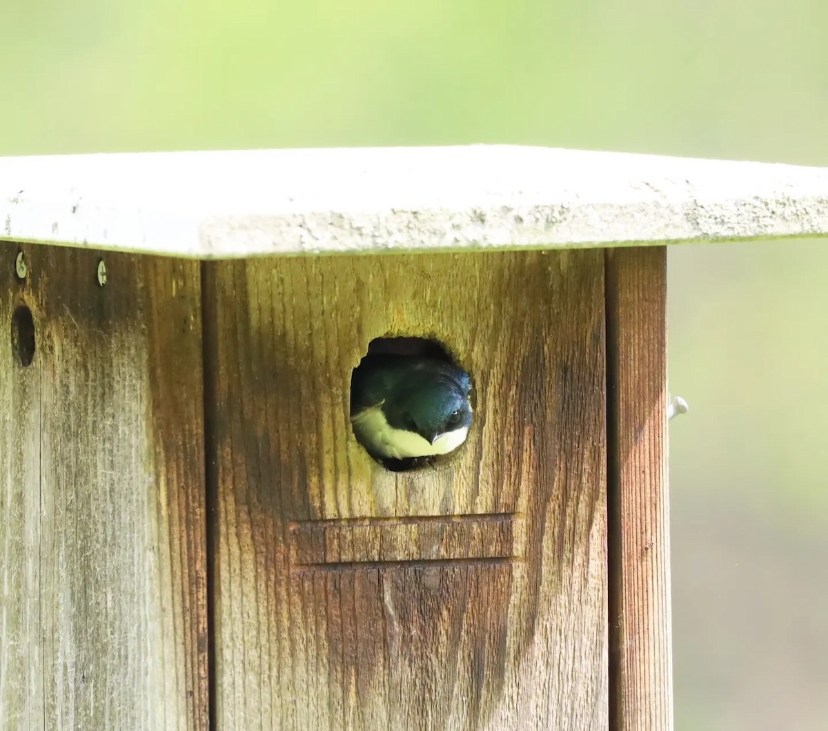 Tree Swallow - ML585172741