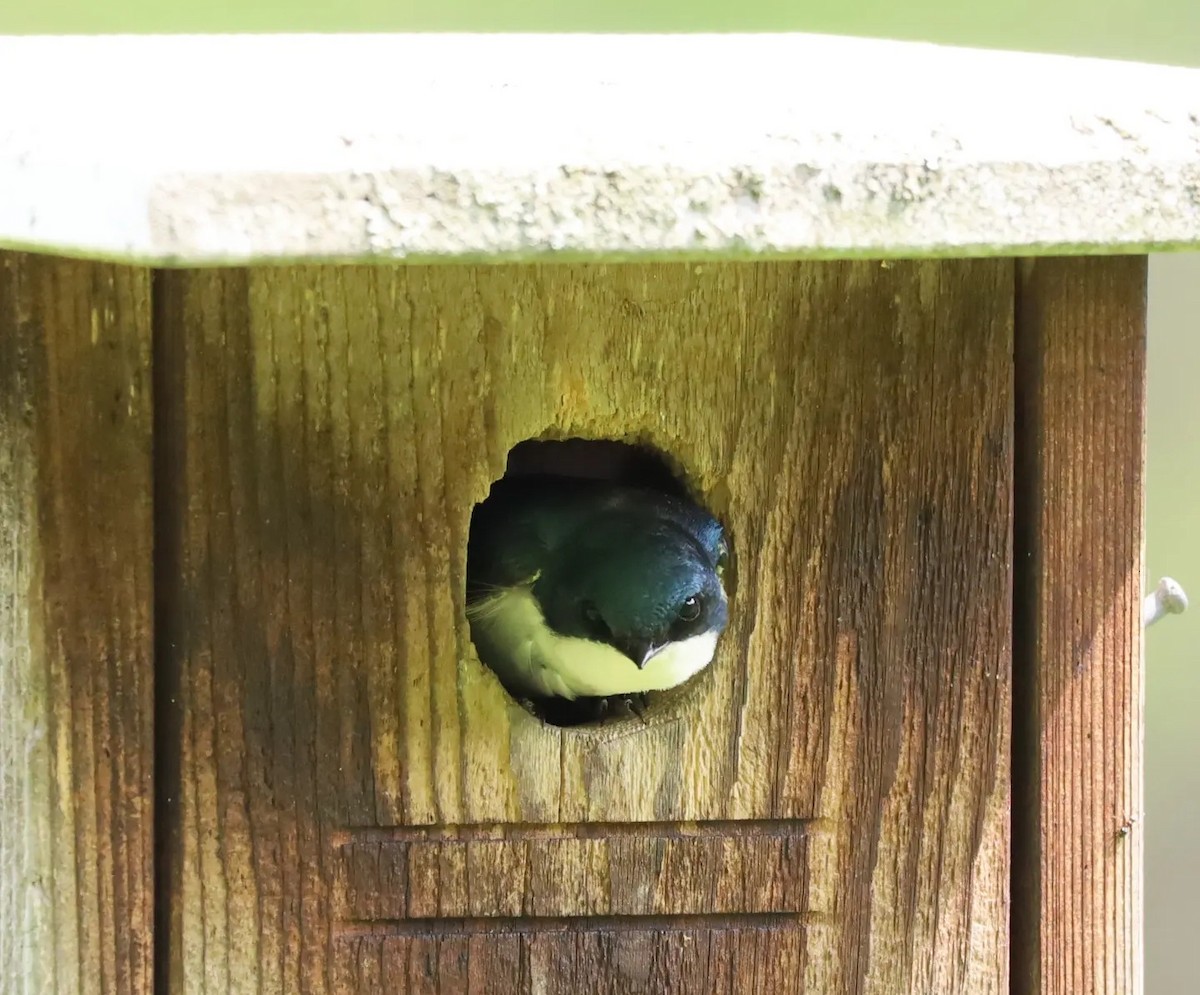 Tree Swallow - ML585172751