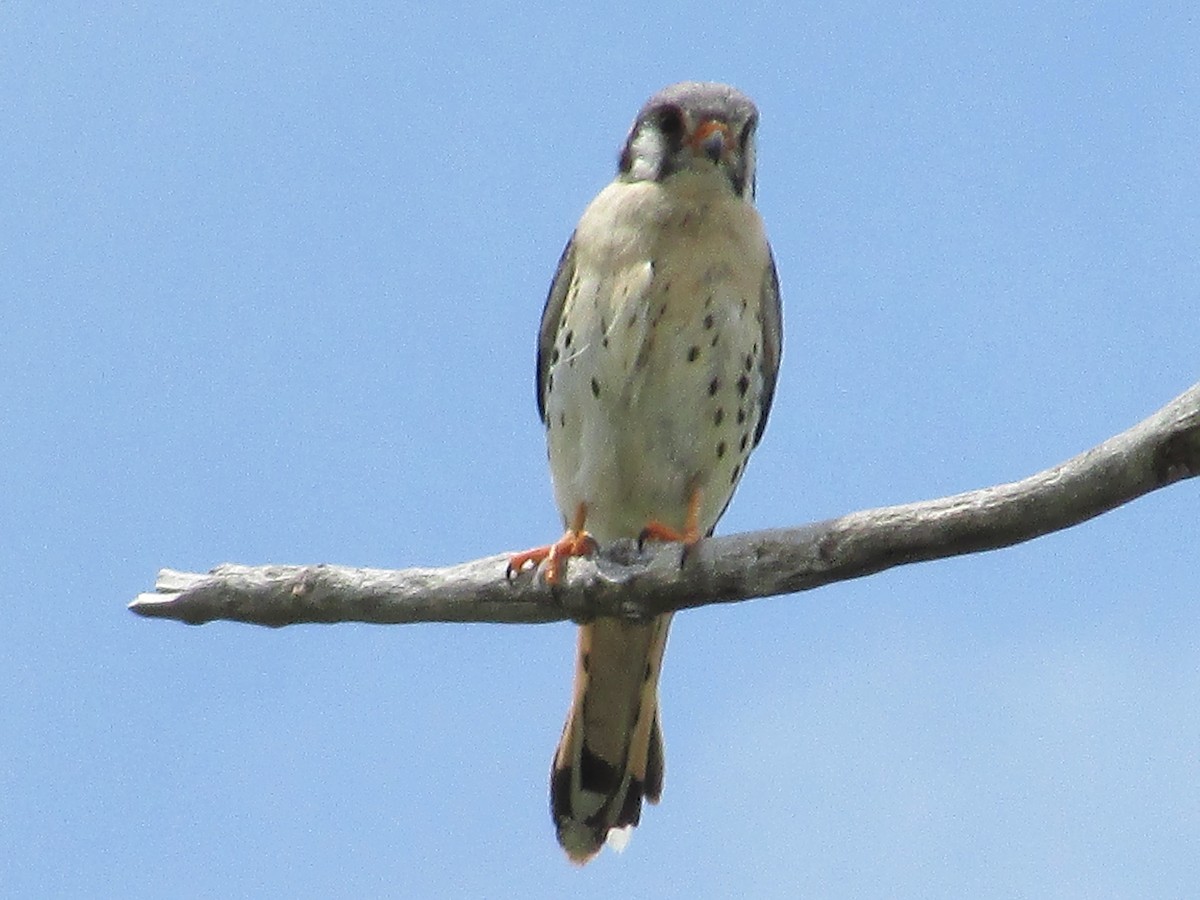 American Kestrel - ML585172841