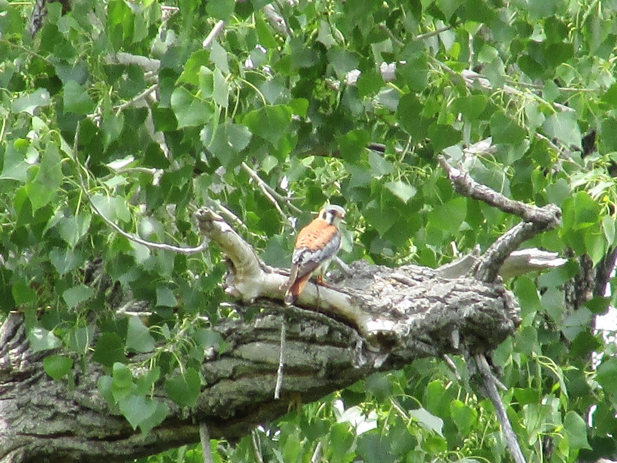 American Kestrel - ML585172861