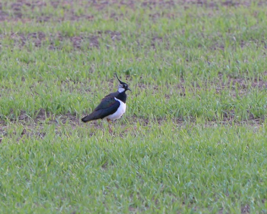 Northern Lapwing - Peter Storer