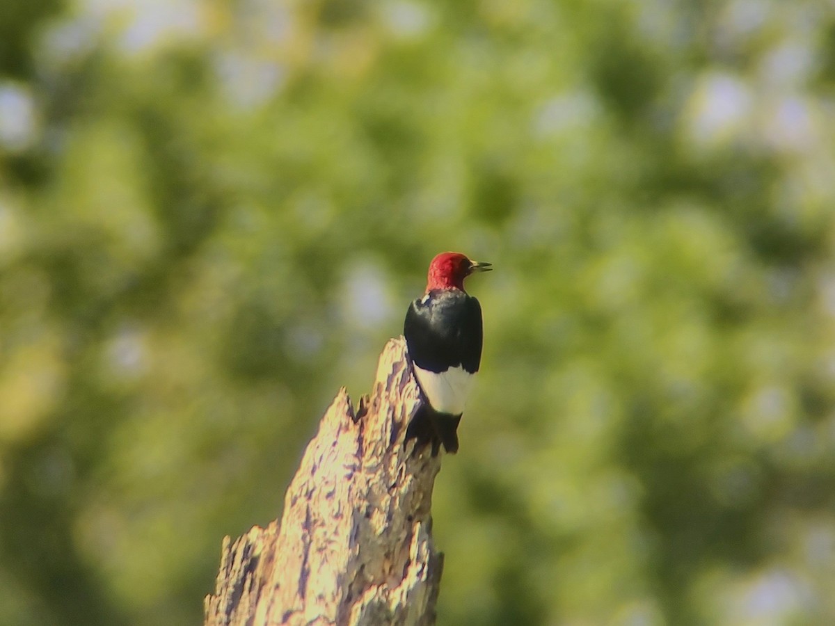 Red-headed Woodpecker - ML585173091