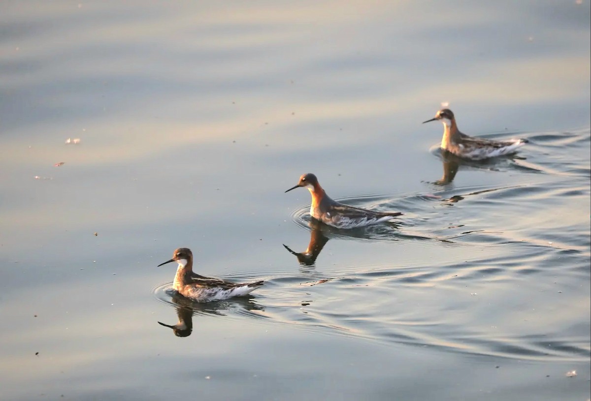 Red-necked Phalarope - ML585173411