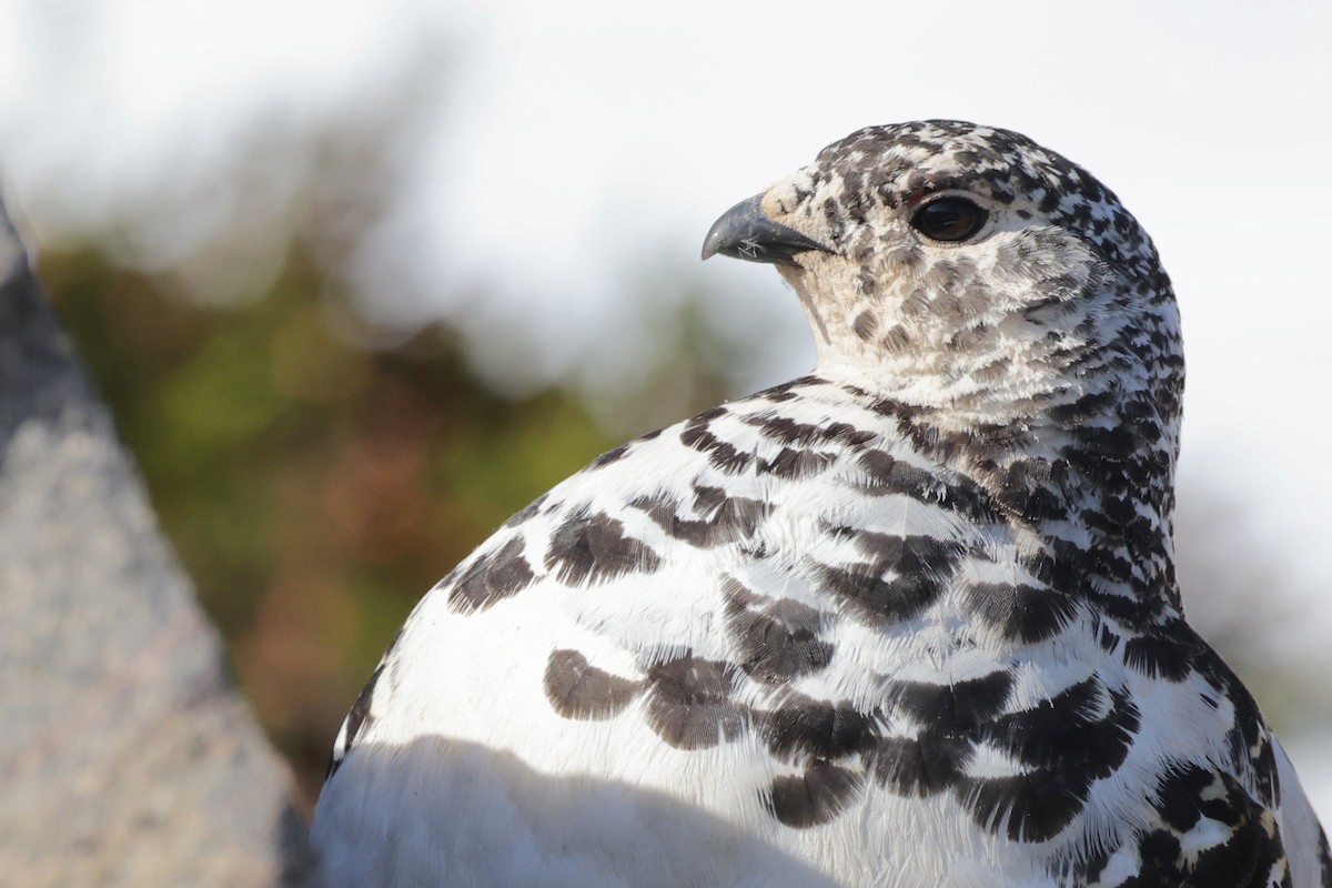 White-tailed Ptarmigan - Liam Hutcheson