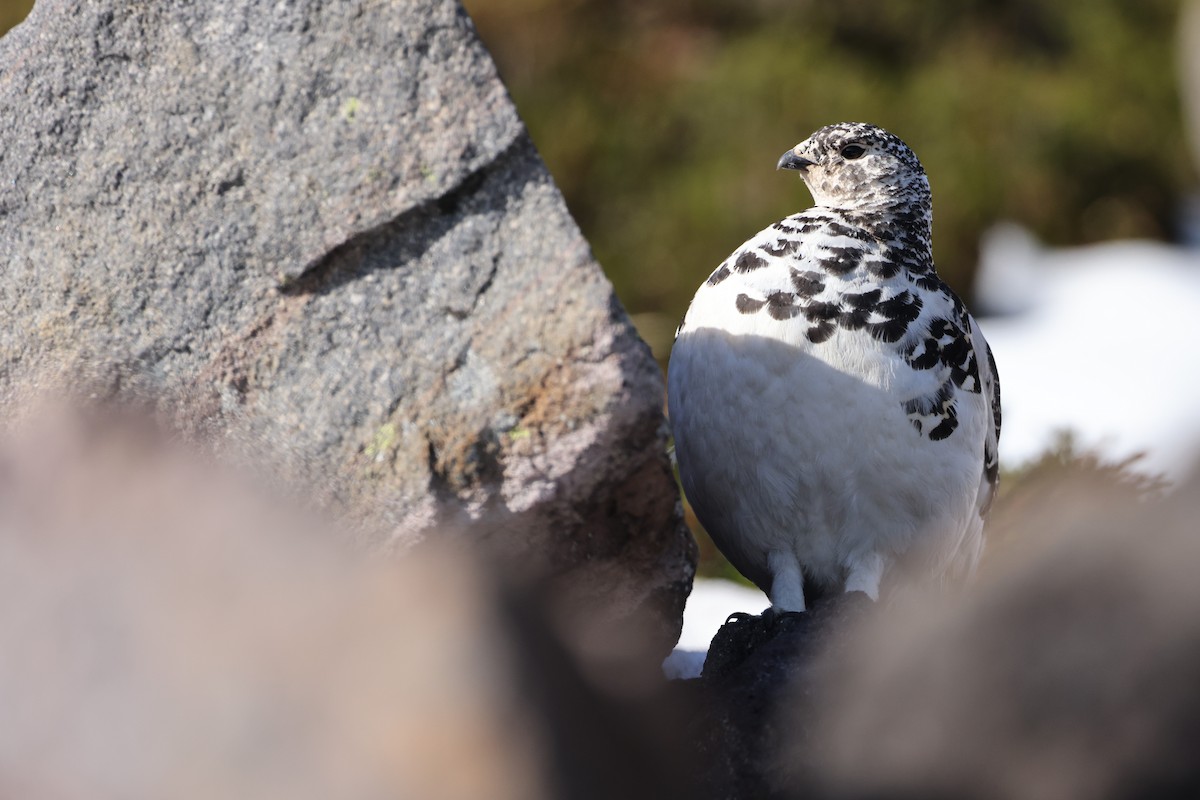 White-tailed Ptarmigan - Liam Hutcheson