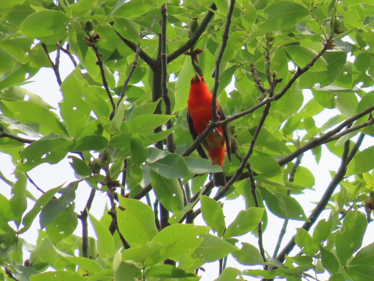 Scarlet Tanager - ML585174401