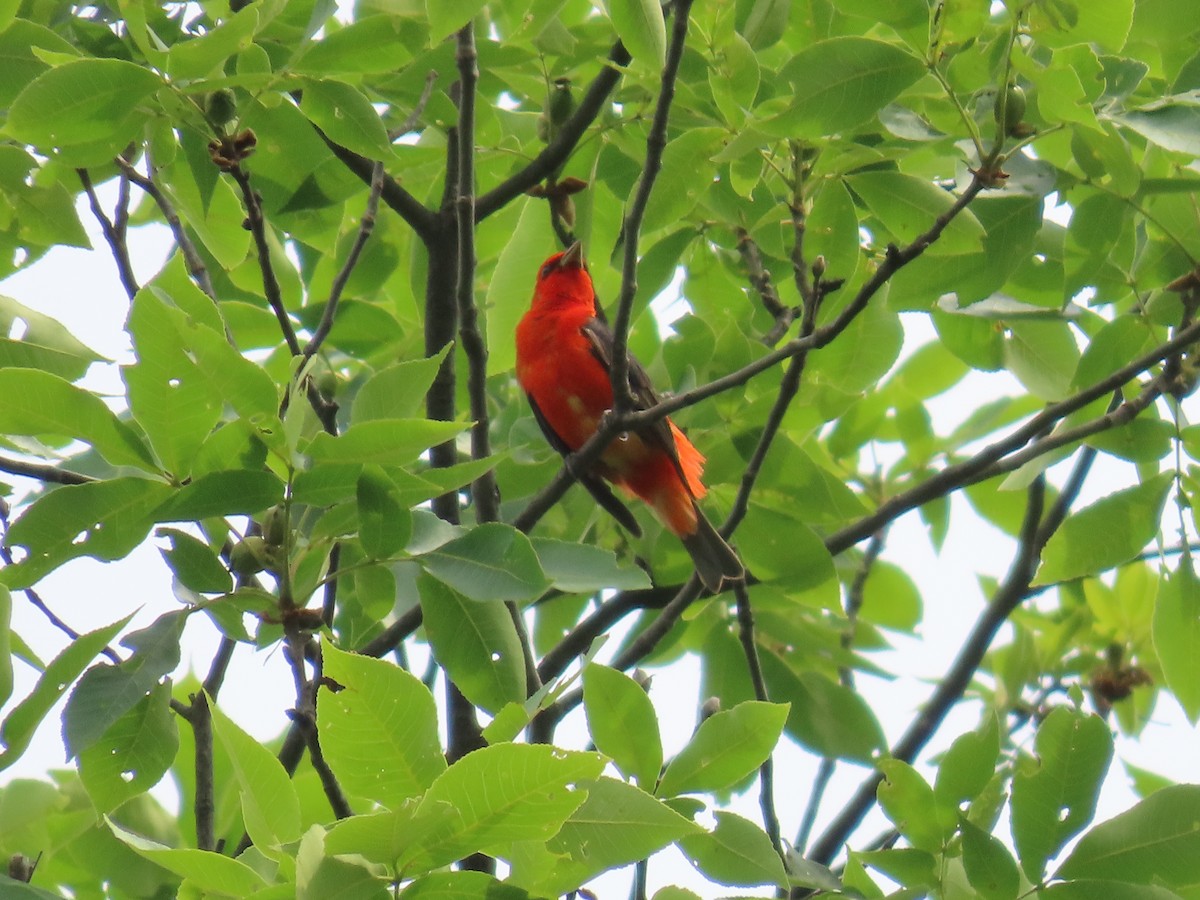 Scarlet Tanager - ML585174411