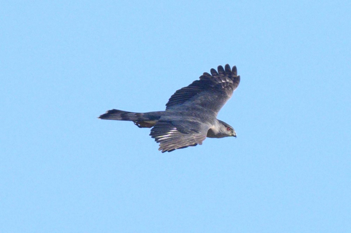 Cooper's Hawk - ML585174511