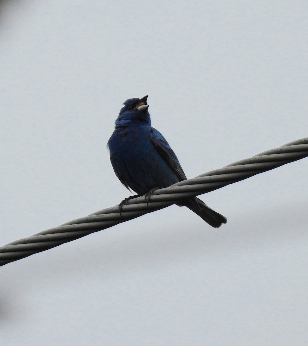 Indigo Bunting - ML585175631