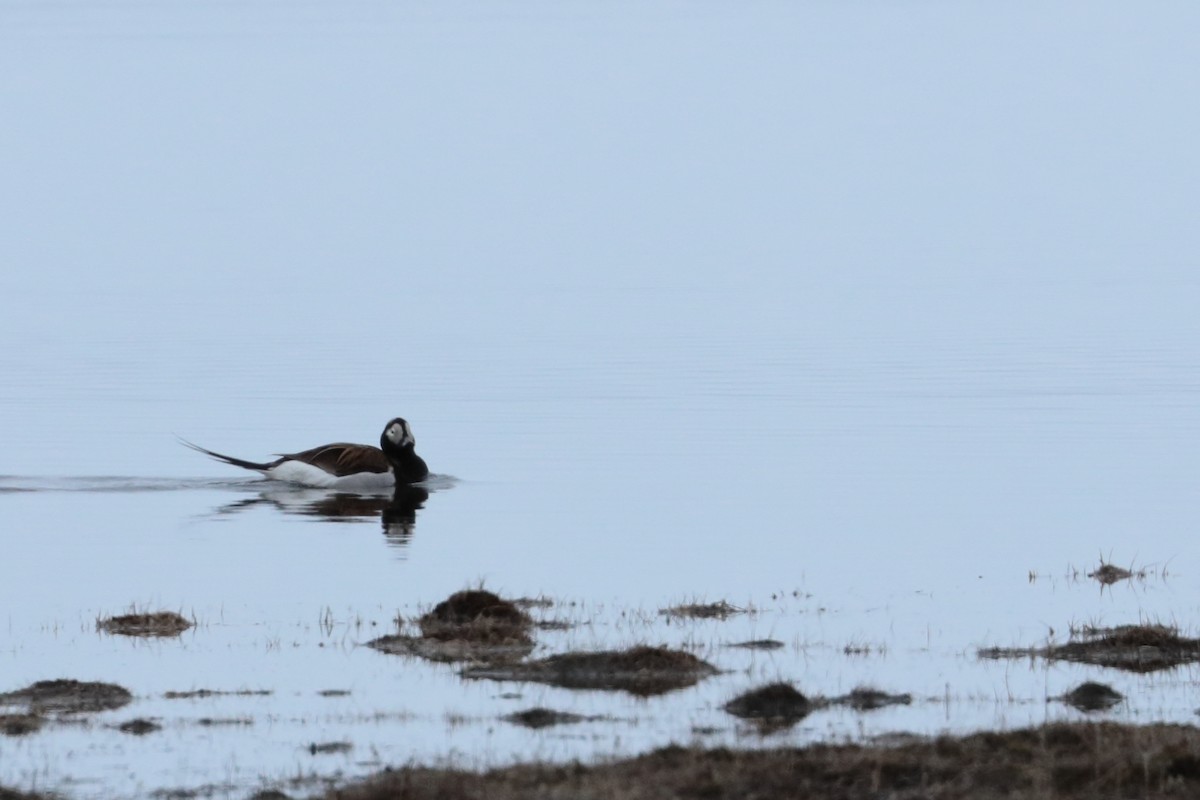 Long-tailed Duck - ML585175891