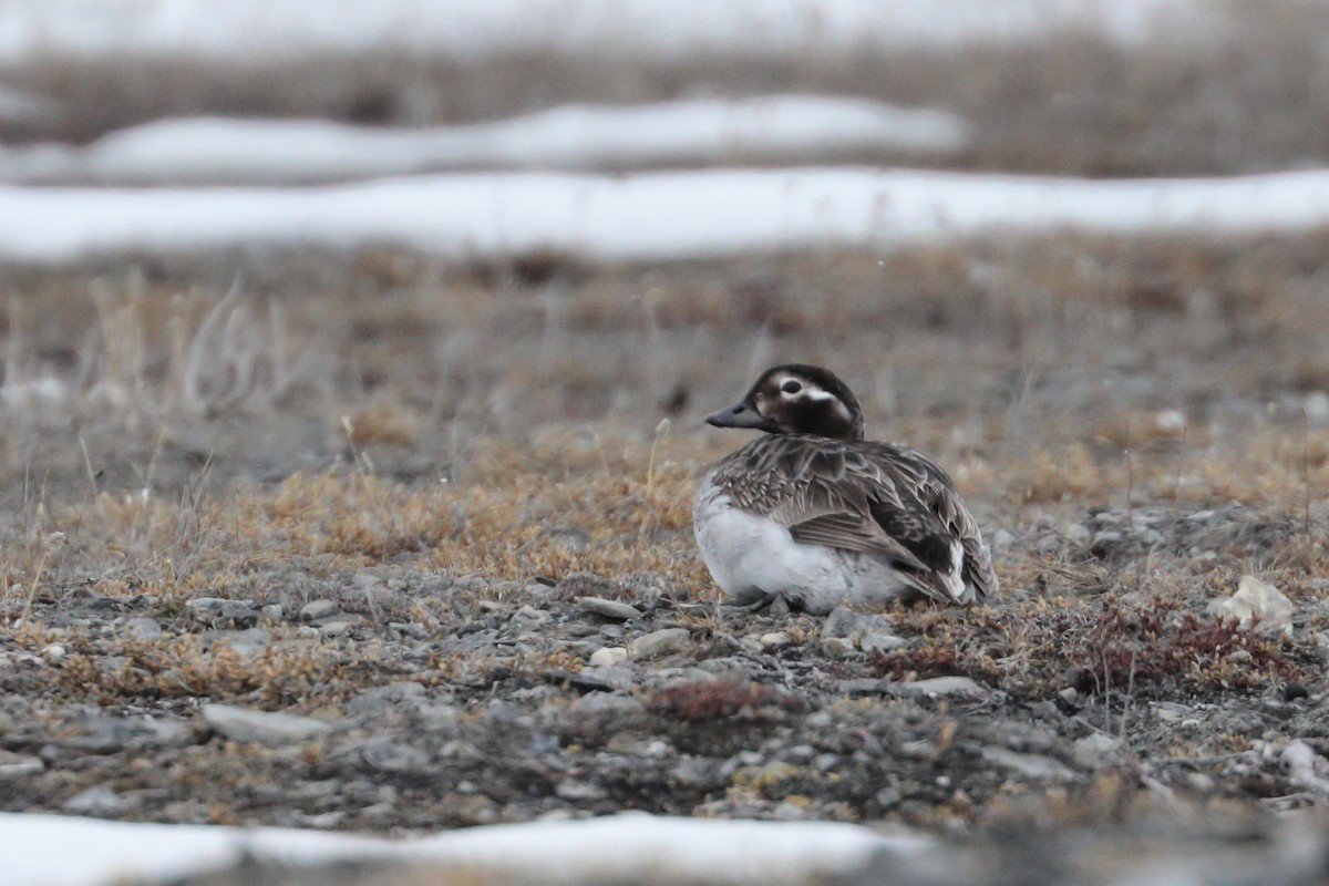 Long-tailed Duck - ML585175931