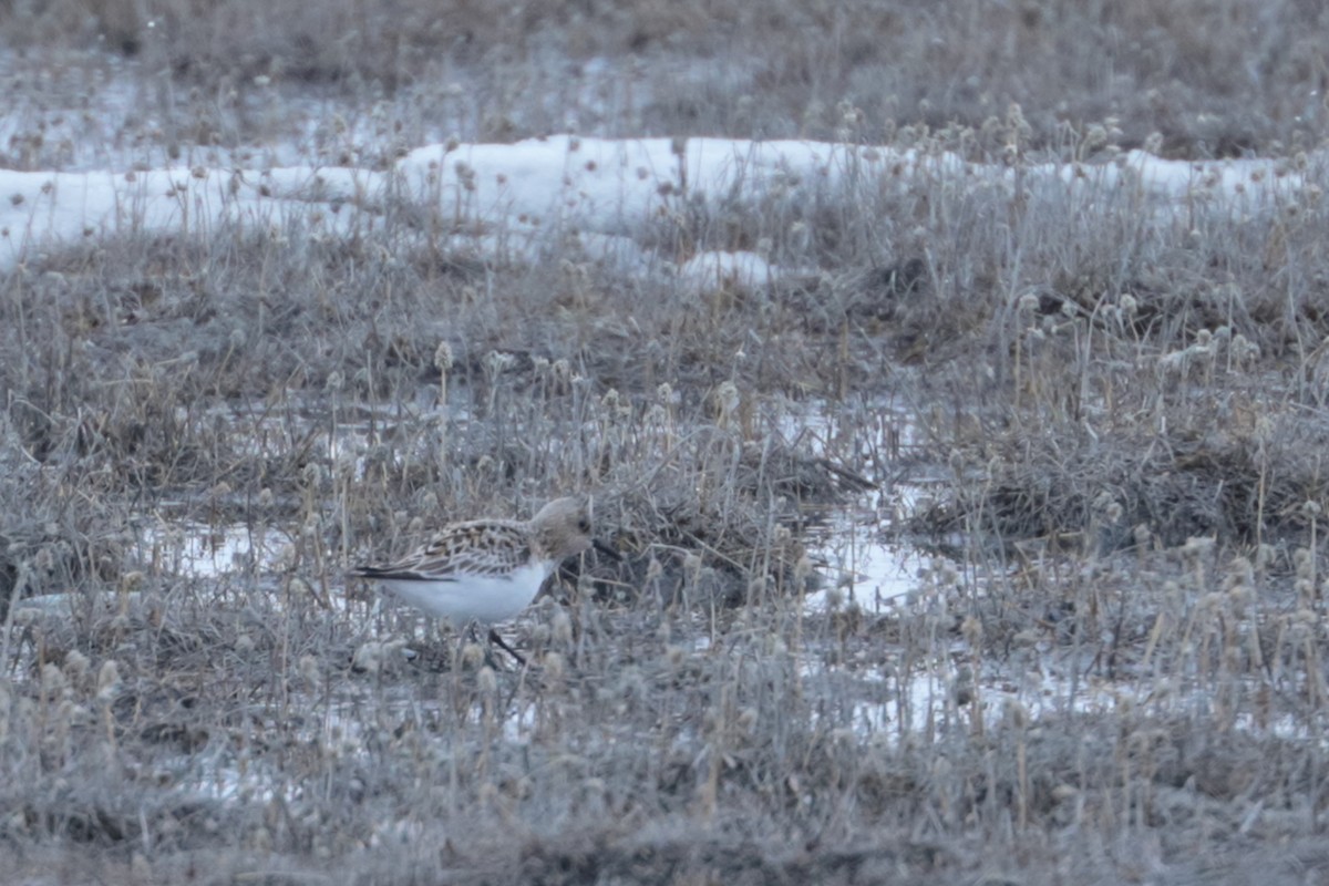 Sanderling - Dominique Berteaux