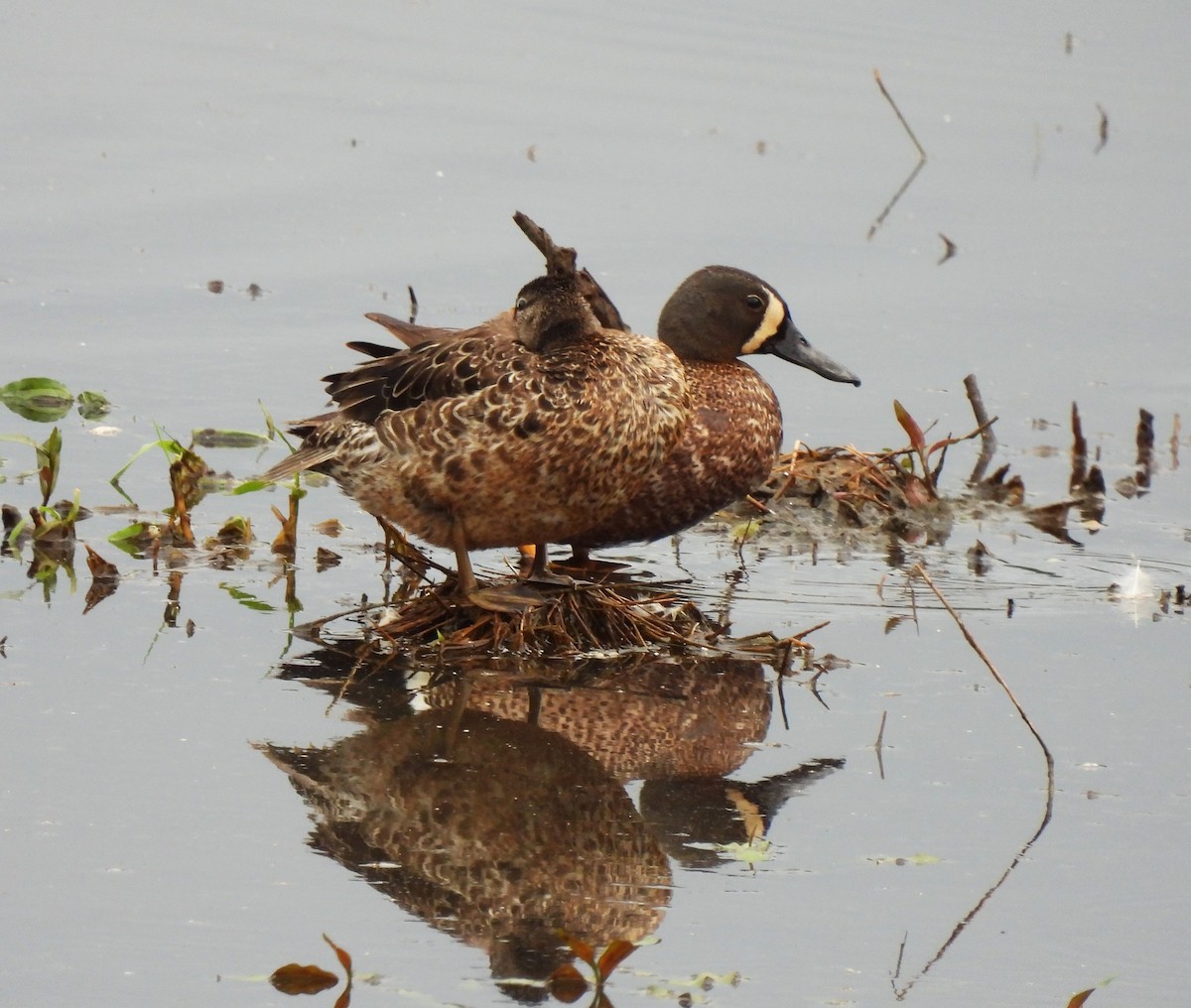 Blue-winged Teal - ML585176941