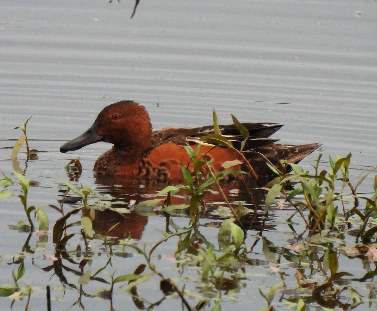 Cinnamon Teal - ML585176961